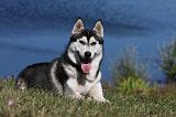 SIBERIAN HUSKY 518